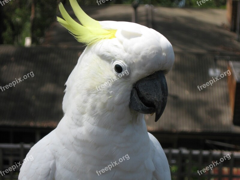 Cockatoo Australia Beak Bird Parrot