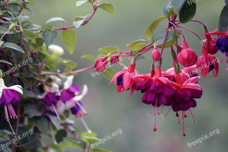 Plant Flowers Earring Fuchsia Greenhouse