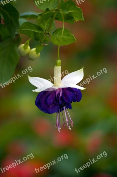 Plants Flowers Earring Fuchsia Greenhouse