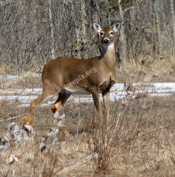 White-tailed Deer Virginia Deer Whitetail Odocoileus Virginianus Moneymore