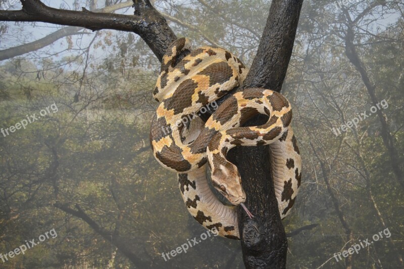 Python Snake Wildlife Nature Reptile