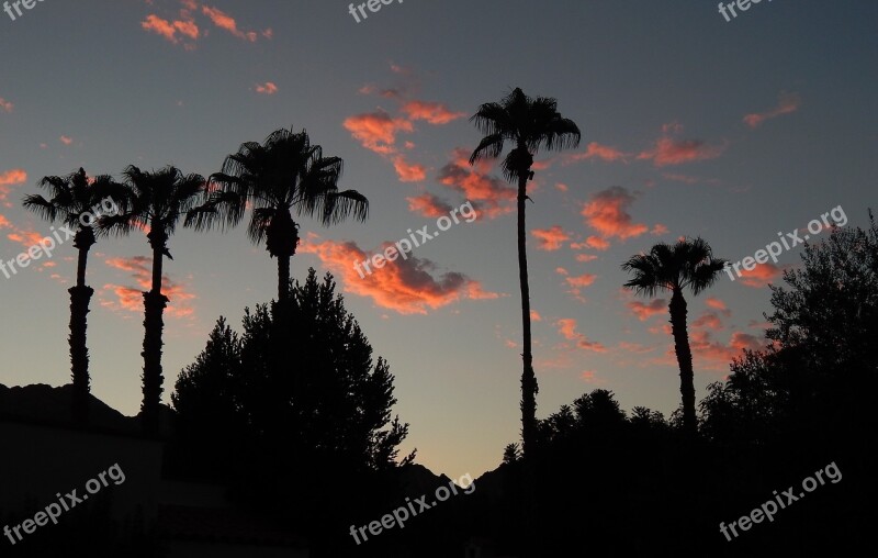 Sunset Pink Clouds Palm Trees Clouds Pink