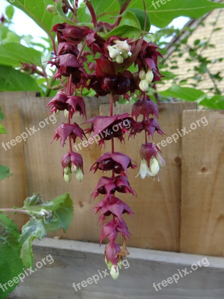 Flower Fuschia Herefordshire Nature Free Photos