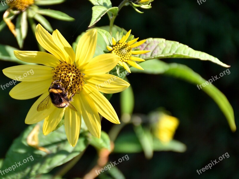 Bee Blossom Bloom Close Up Nature