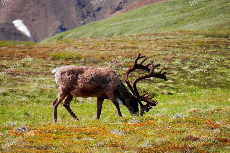 Reindeer Denali Wildlife Alaska Nature