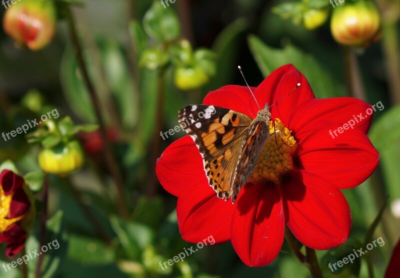 Vanessa Cardui Dahlia Red Flowers Flower