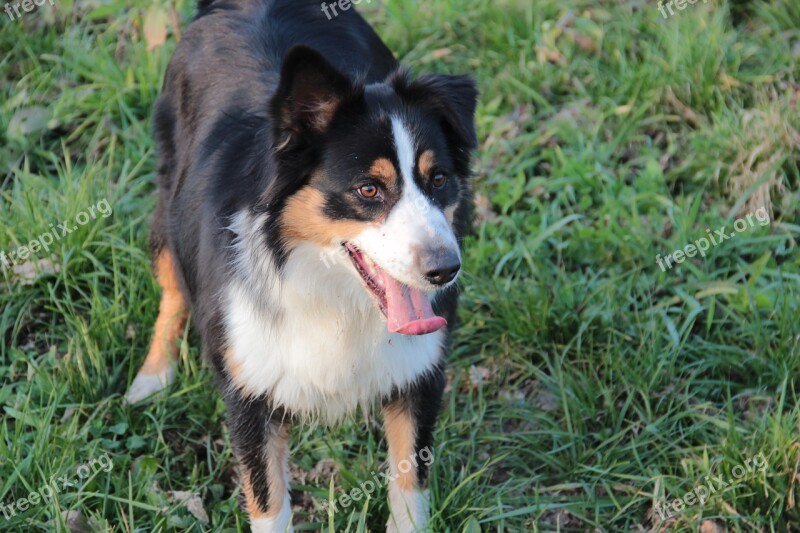 Australian Shepherd Hairy Dog Language Grass