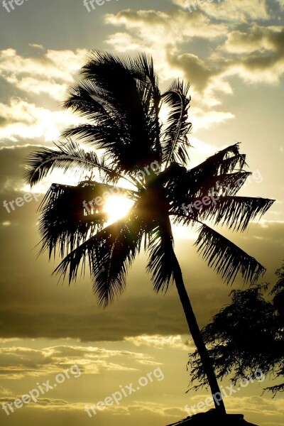 Palm Tree Hawaii Palm Tree Island