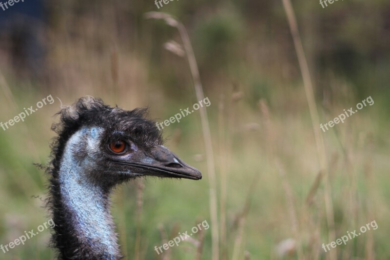 Emu Nature Bird Wildlife Animal