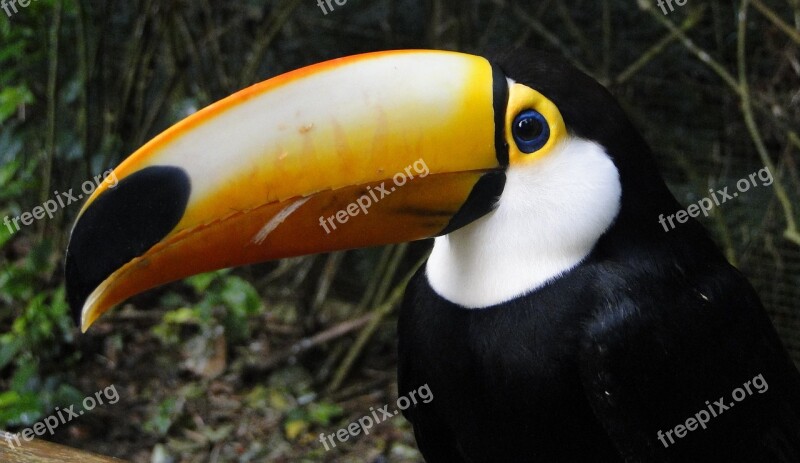 Tucan Birds Animals Animal Zoo