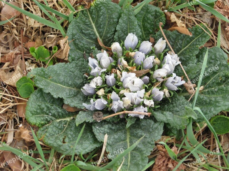 Mandrake Plant Root Mandragora Free Photos