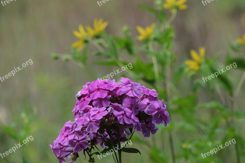 Purple Flowers Yellow Purple Flowers Natural