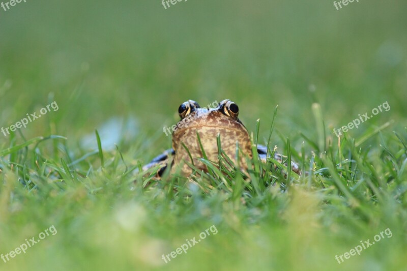 Frog Toad Meadow Amphibians Free Photos