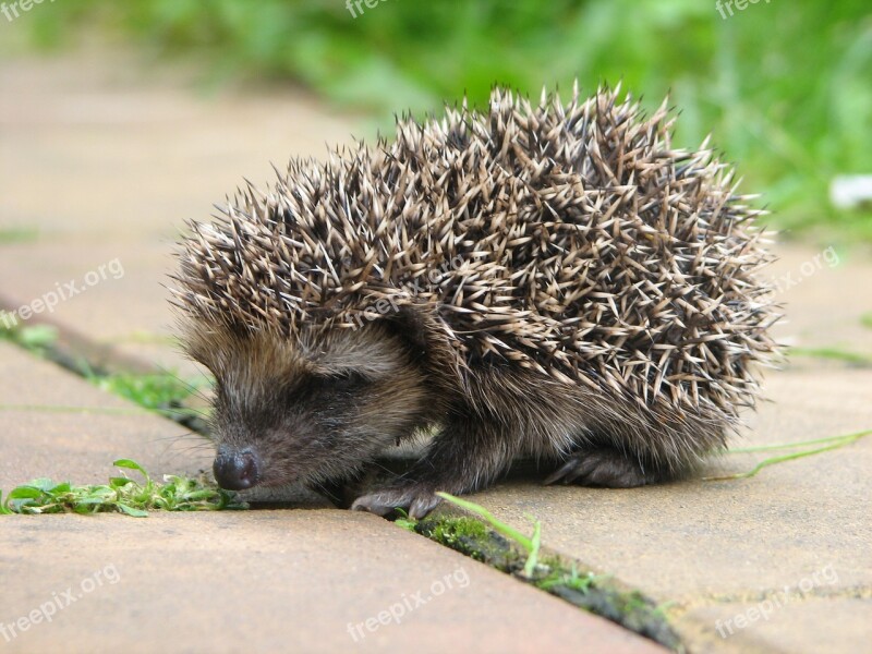 Hedgehog Child Young Animal Free Photos