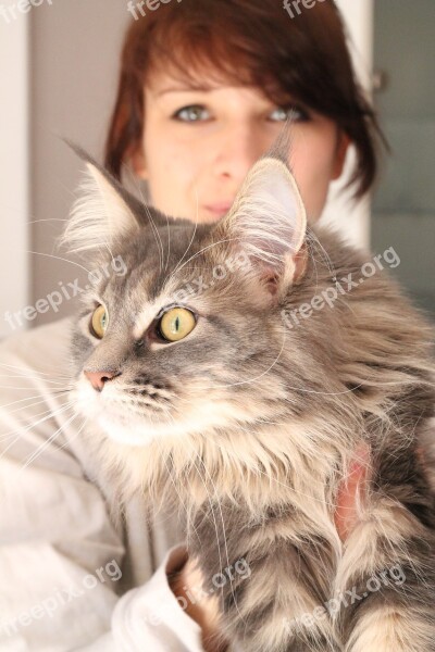 Cat Pet Love Feline Gray Fur