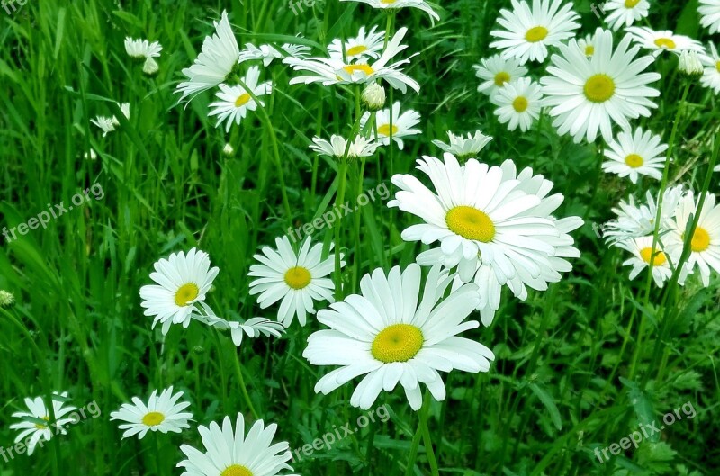 White Chrysanthemum Yantai Flower Late Spring Free Photos