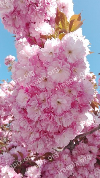 Cherry Blossom Yantai Flower Late Spring Pink Flower