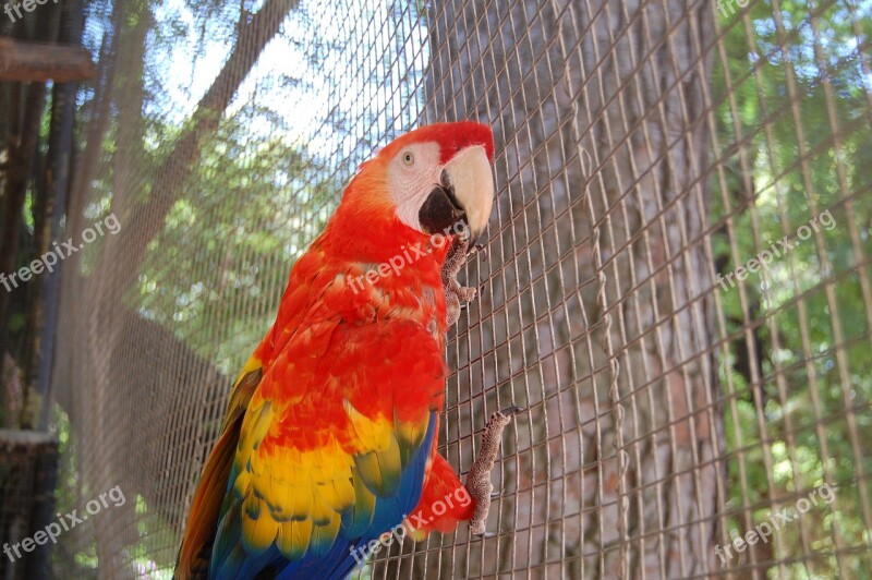 Parrot Ave Animals Macaw Color