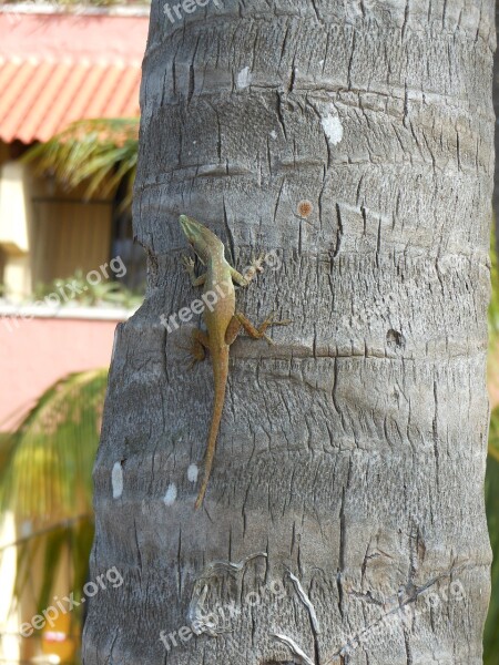 Geko Havana Tree Cuba Caribbean