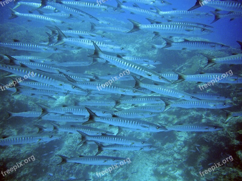 Barracuda Swarm Fish Underwater Water