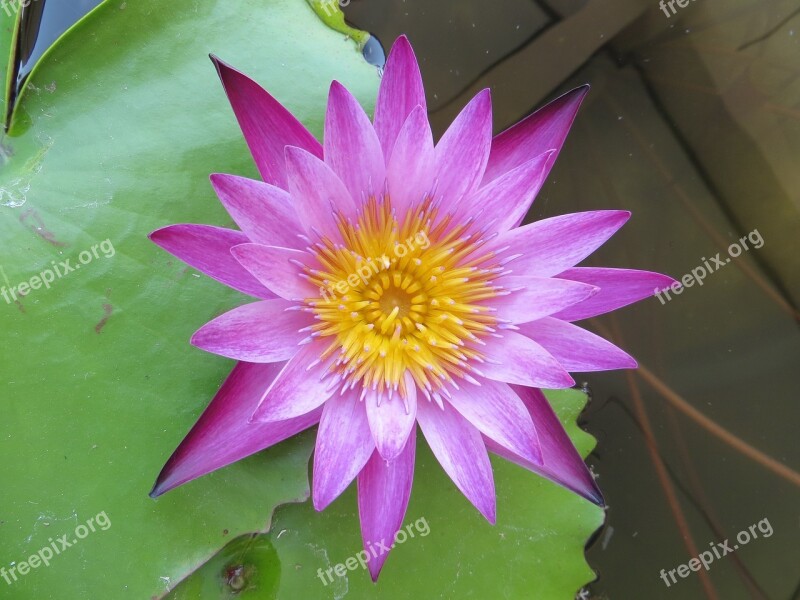 Lotus Purple Flowers Nature Water Plants