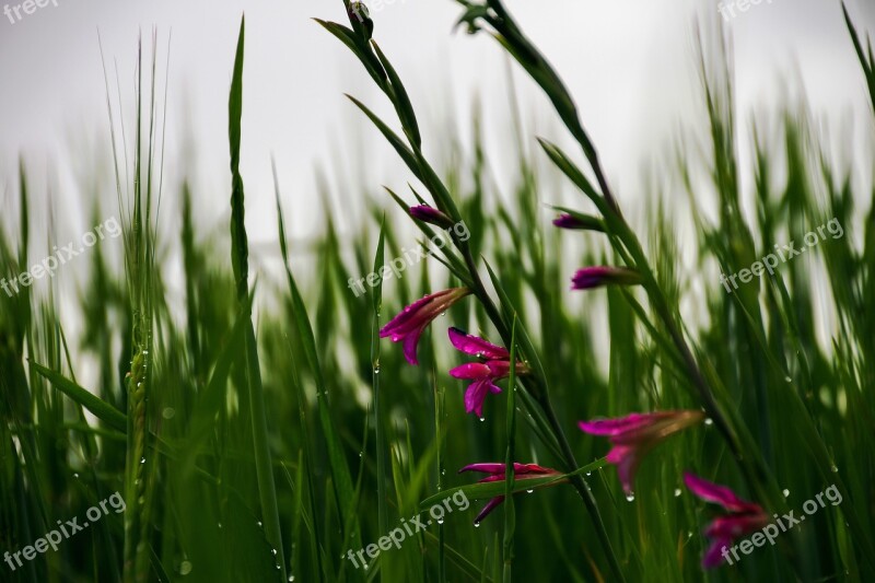 Wheat Campaign Spring Wild Gladioli Gladiolus Italicus