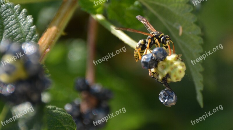 Wasp Fruit Flower Animals Nature