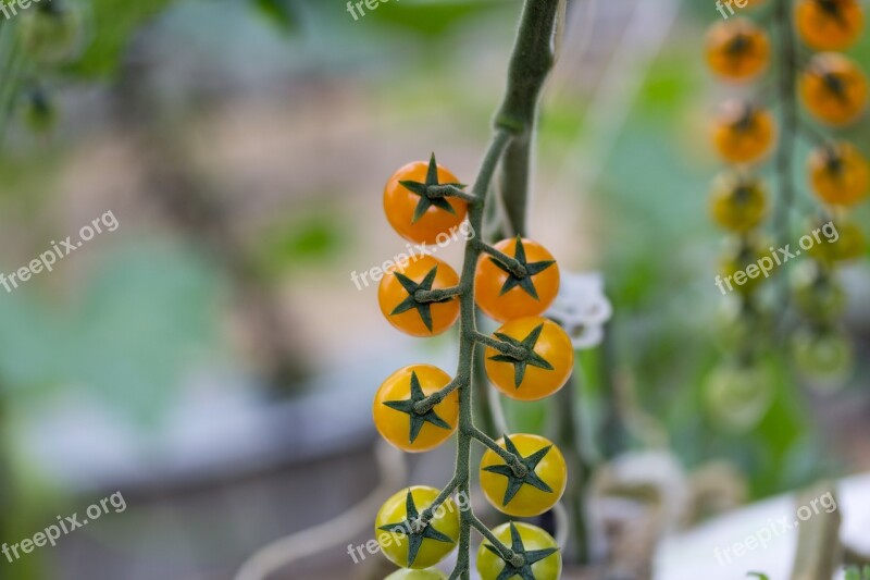 Tomatoes Cherrys Yellow Variety Sweet