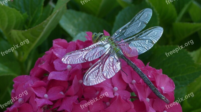 Dragonfly Hortensia Animals Nature Leaf