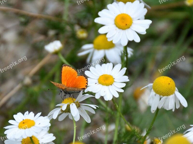 Butterfly Marguerite Close Up Flowers Nature