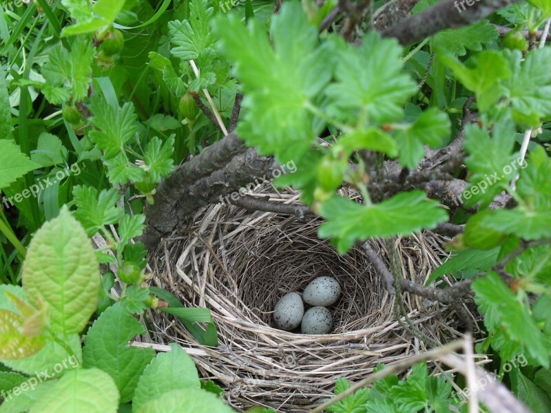 Jack Eggs Bush Bird Nature