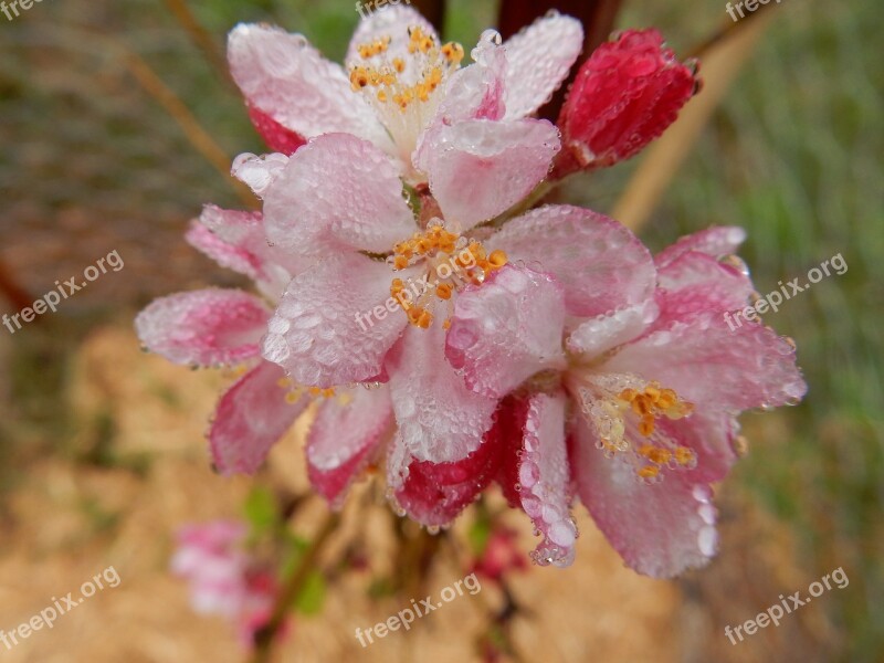 Beauty Flower Blossom Spring Female