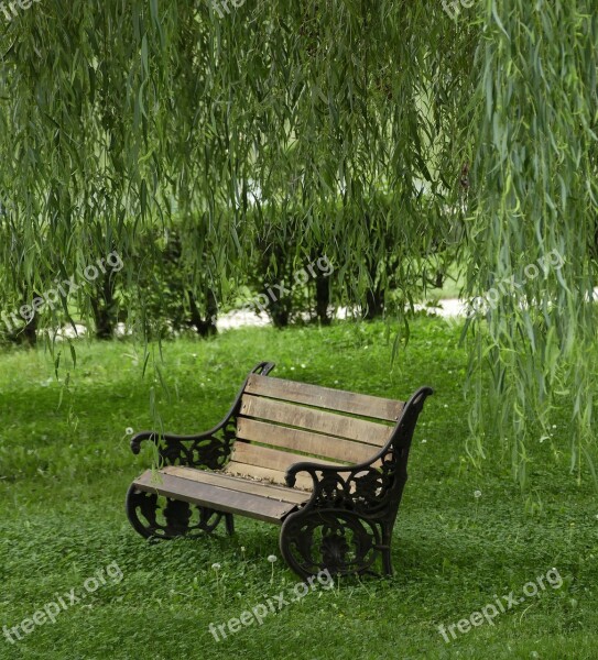 Park Willow Bench Tree Nature