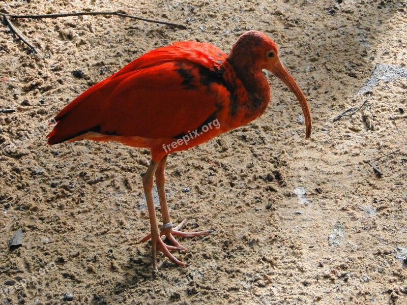 Ibis Birds Red Nature Wings