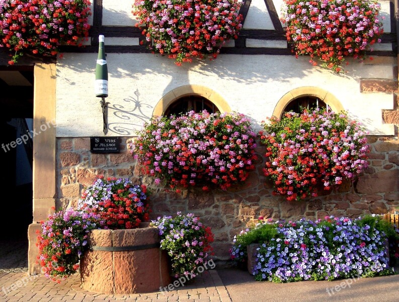 Alsace Wine Bottle Flowers Geraniums