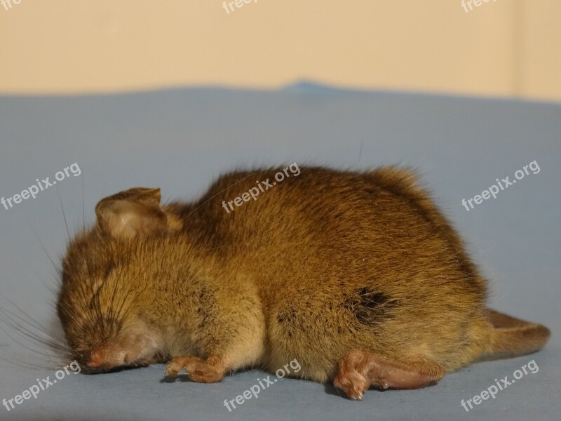 Mouse Front Country Life Brown Mouse Free Photos