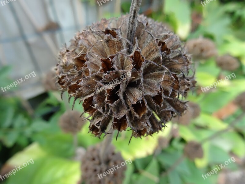 Nature Countryside Garden Plant Seedless