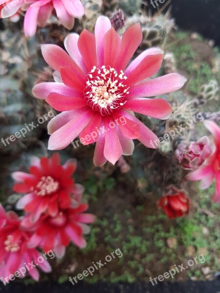 Flower Spring Flowers Succulent Plant Cactus