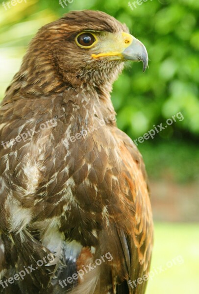 Raptor Bird Nature Brown Avian