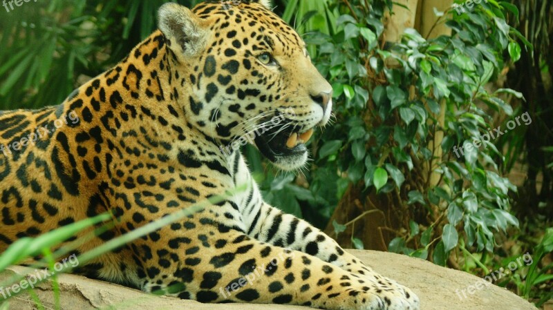 Jaguar Big Cat Animal Wildlife Feline