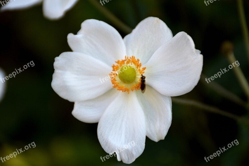 Blossom Bloom Mosquito Close Up Insect