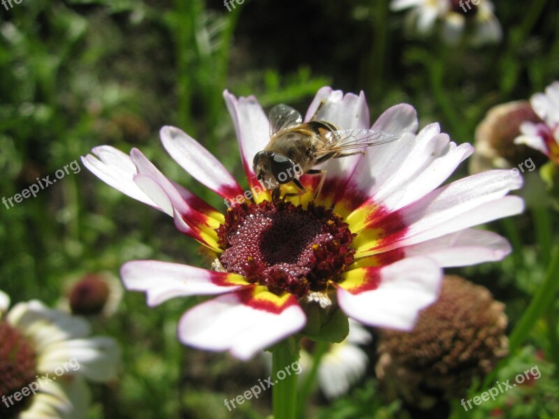 Pollinator Insect Flower Nectar Macro