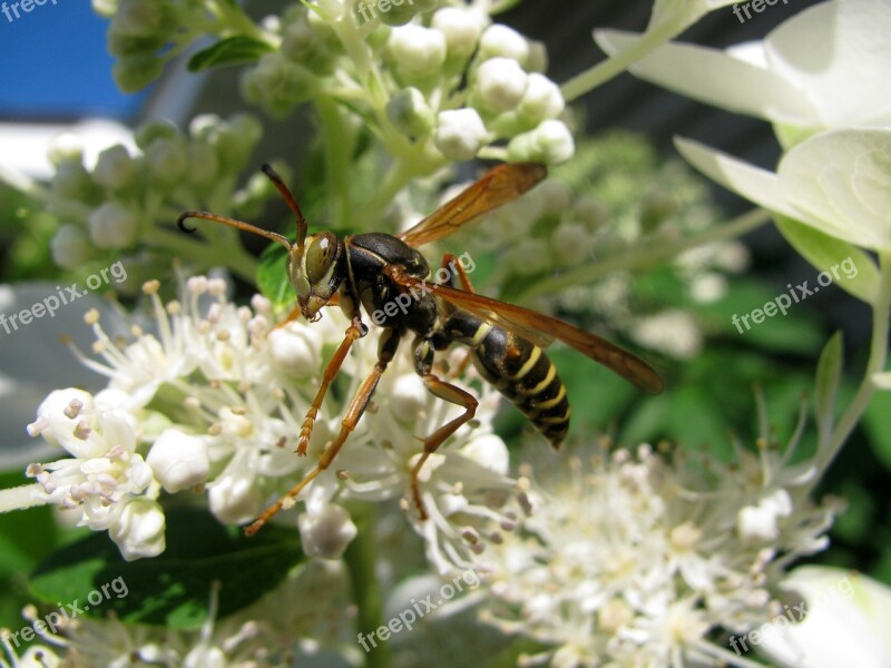 Wasp Pollen Bug Nature Insect