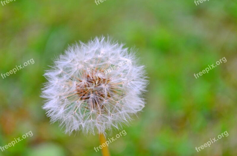 Dandelion Nature Flower Prato Spring