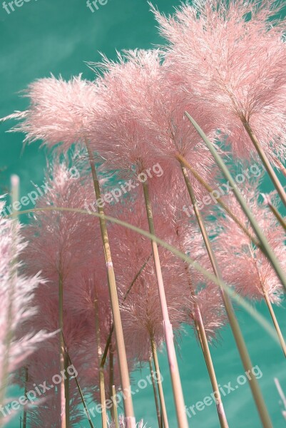 Pampas Grass Ornamental Grasses Plants Grasses Stems