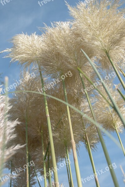 Pampas Grass Ornamental Grasses Planting Grasses Stems Cortaderia