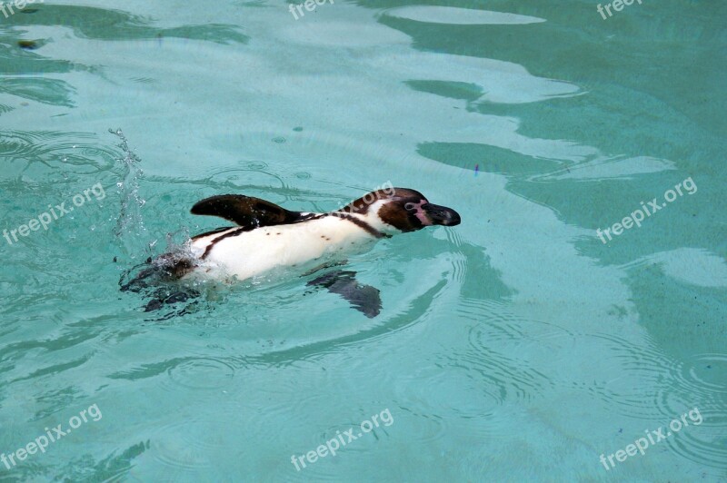 Zoo Animals Tree Water Park