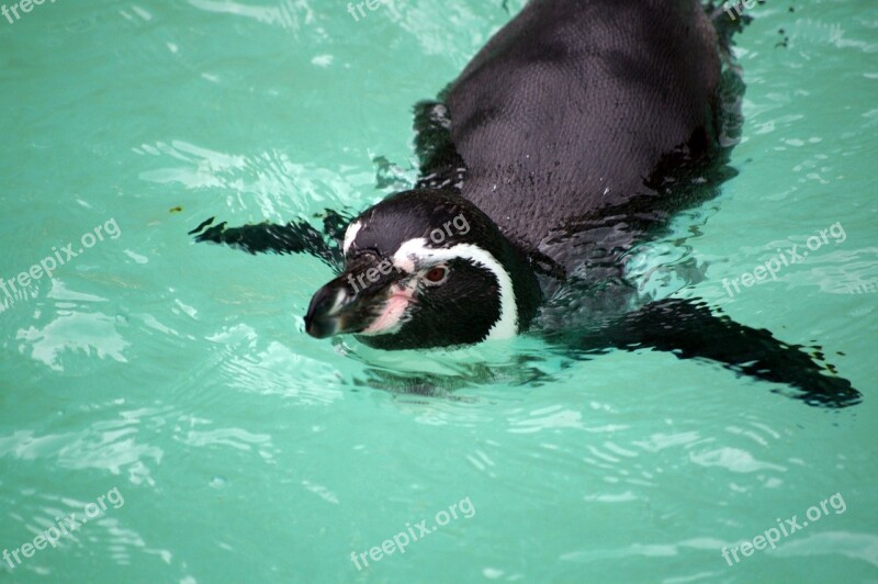 Zoo Animals Tree Water Park