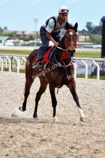 Horse Racing Horses Thoroughbreds Jockey Racehorse Separated By Comma