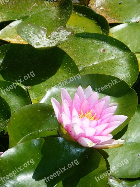 Waterlily Lily Lily Pad Green Pink